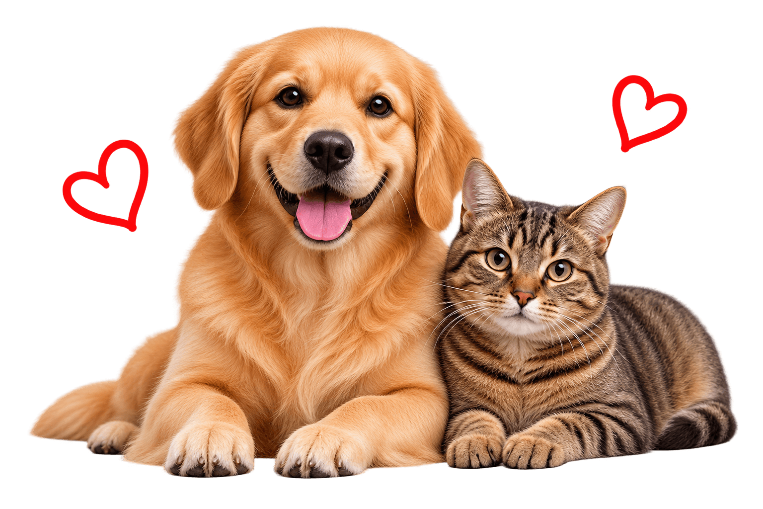 Happy dog and cat