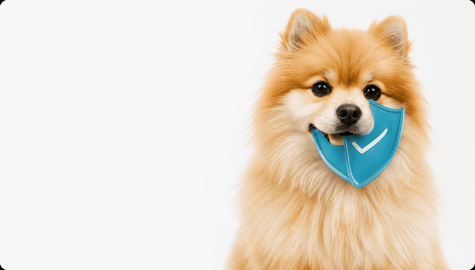 Pet Insurance
