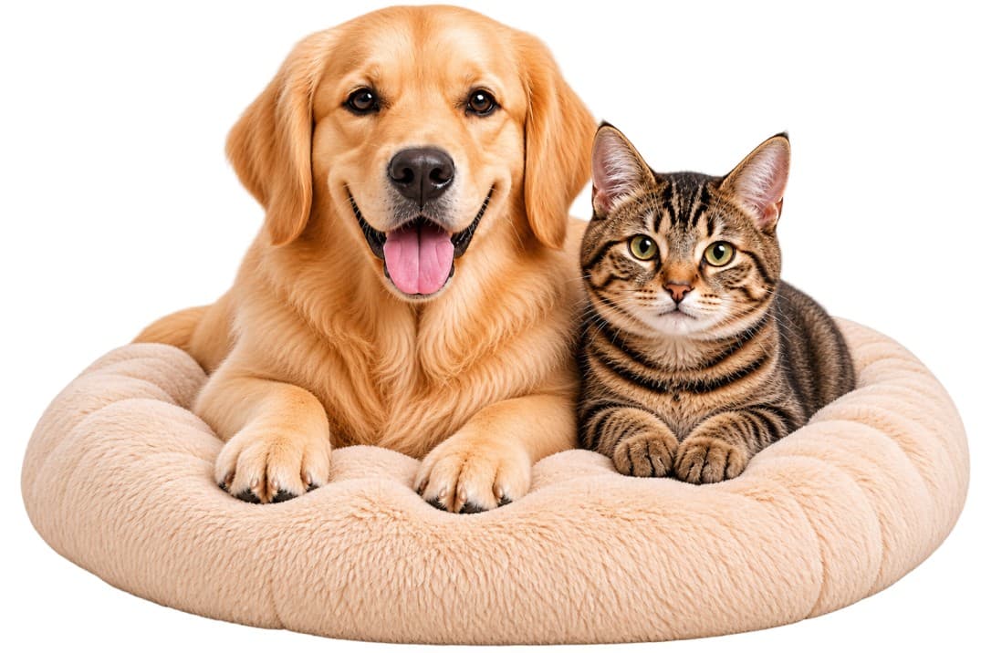 Dog and cat