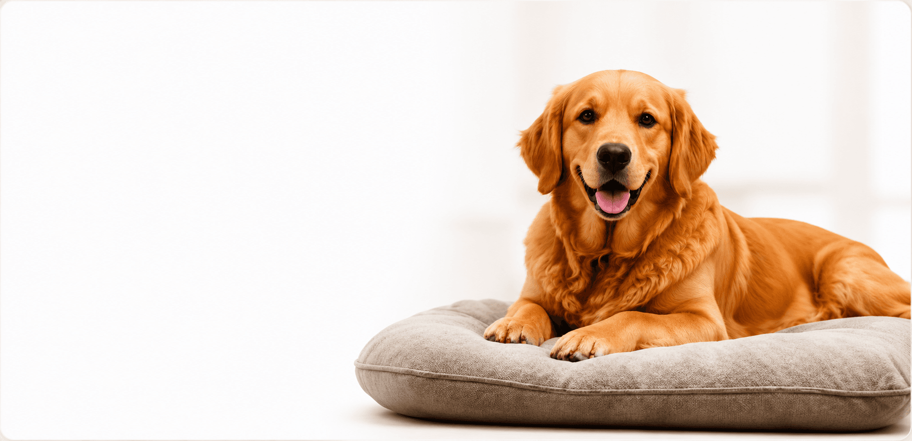 Pet Boarding